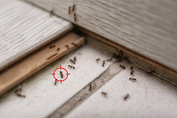 Best Pest Control Near Me  in Nolensville, TN